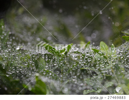 Boxwood in rain Boxwood in rain 27469883