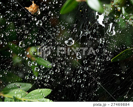Web in rainy day 27469884