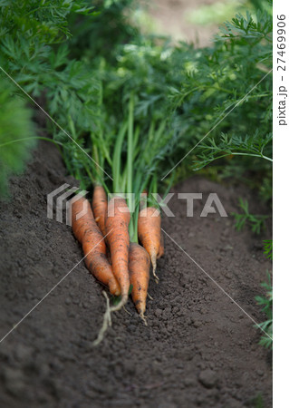 Carrots bunch Carrots bunch 27469906