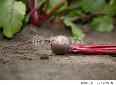 Beetroot macro over growing vegetables background Beetroot macro over growing vegetables background 27469910