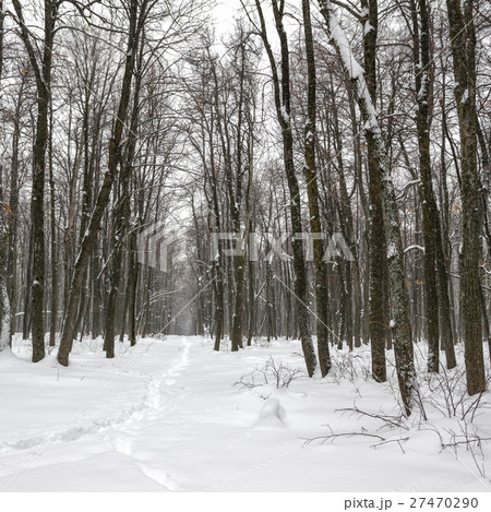 New Year landscape of mysterious winter forest New Year landscape of mysterious winter forest 27470290
