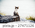 可愛い猫 27471126