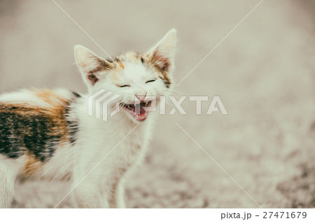 Cute Cat Meowing With A Funny Laughing Face 27471679