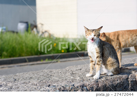 相島のかわいい猫 キジトラ白猫 決め顔の写真素材