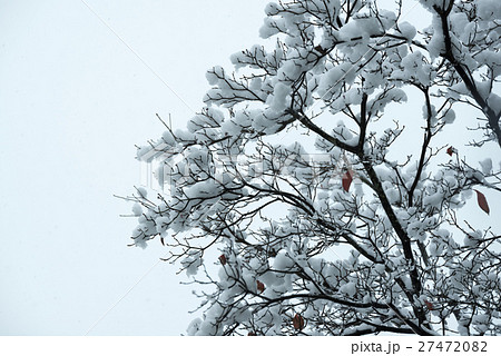 枝に積もる雪の写真素材 2747