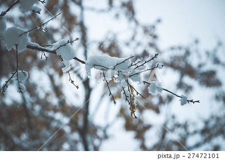 枝に積もる雪の写真素材