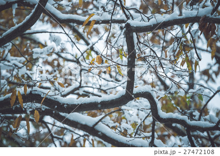 枝に積もる雪 27472108