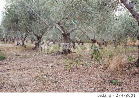 Green olives in olive grove 27473601