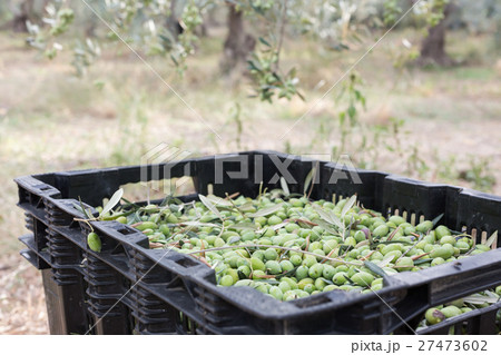 Ripe green olives collected in box 27473602