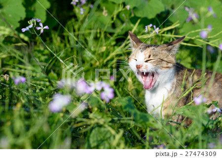 相島のかわいい猫たち キジトラ白猫 花のある草むら あくびの写真素材