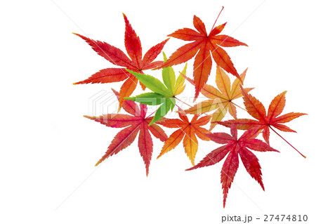 もみじ 27474810