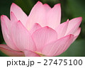 ピンクの蓮　Lotus 27475100