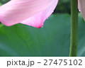 ピンクの蓮　Lotus　雫 27475102