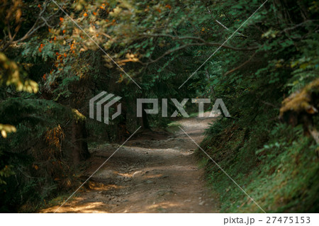 Forest path in the evening. Forest path in the evening. 27475153