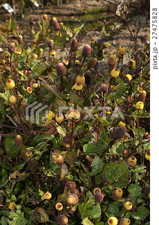 オランダセンニチコウ 27475828