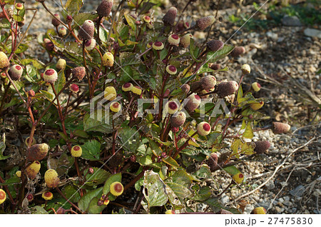 オランダセンニチコウ オランダセンニチコウ 27475830