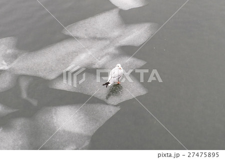 sea gull bird standing on ice floe - sea gull bird standing on ice floe - 27475895