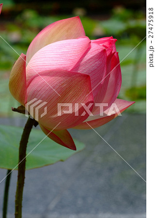 Lotus rare flower. Symbol of purity. 27475918