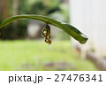 butterfly in shiny golden pupa with water drop 27476341