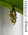 butterfly in shiny golden pupa with water drop 27476342
