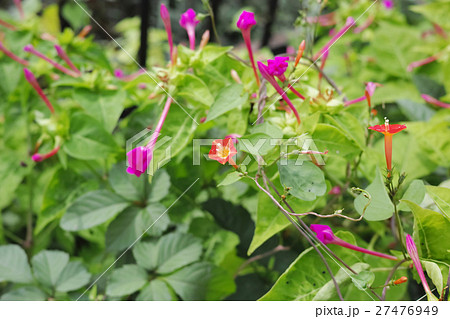 マルバルコウソウの赤い花 マルバルコウソウの赤い花 27476949