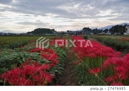 斜陽逆光　小出川の彼岸花 27476985