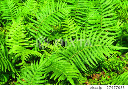 シダ植物 27477083