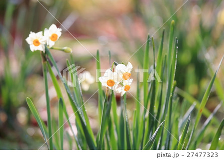 二ホンズイセンの花 二ホンズイセンの花 27477323