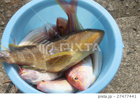 アオハタとイトヨリダイ アオハタとイトヨリダイ 27477441