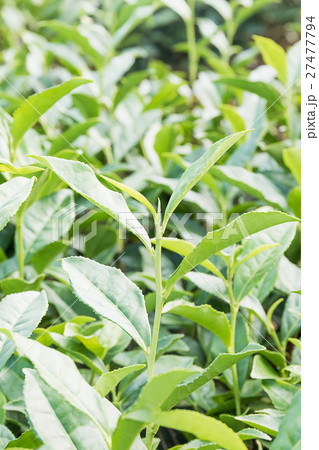 Close up Green tea plantation Close up Green tea plantation 27477794