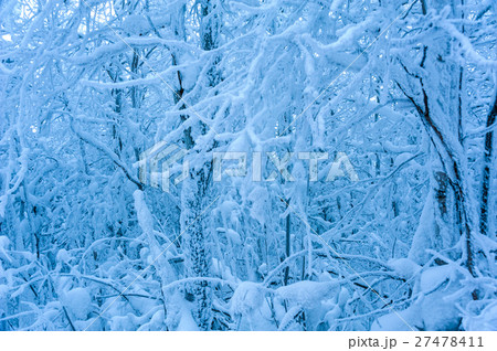 Landscape with trees covered by snow. Landscape with trees covered by snow. 27478411