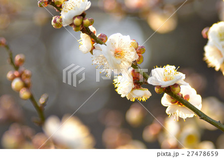 梅の花 27478659