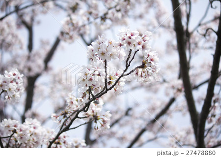 桜 27478880