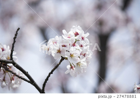 桜 27478881