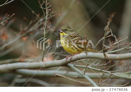 生き物　鳥類　アオジ、雑木林や草藪が少なくなっているからなのか最近見る機会が減っているようです 27479036