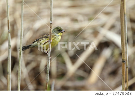 生き物 鳥類 アオジ、地味な冬鳥のイメージですが囀りは一級品です。初夏の北海道で聞いてください 生き物 鳥類 アオジ、地味な冬鳥のイメージですが囀りは一級品です。初夏の北海道で聞いてください 27479038