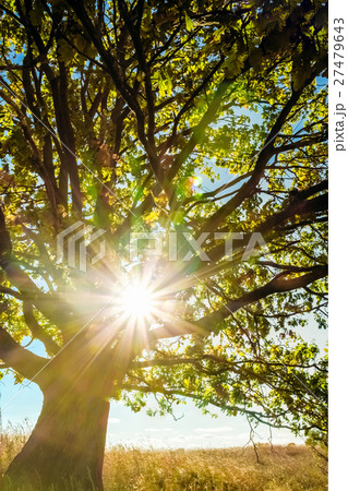 Young tree oak tree with sunlight in the branches Young tree oak tree with sunlight in the branches 27479643