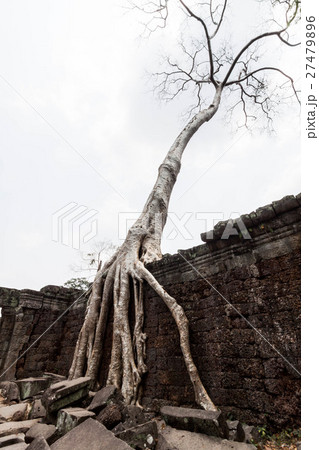 アンコール遺跡群、リア・カンの建物に根を生やすガジュマル アンコール遺跡群、リア・カンの建物に根を生やすガジュマル 27479896