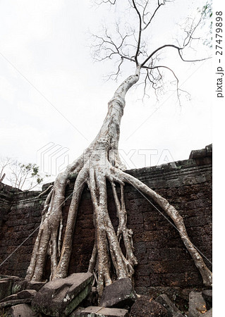 アンコール遺跡群、リア・カンの建物に根を生やすガジュマル 27479898