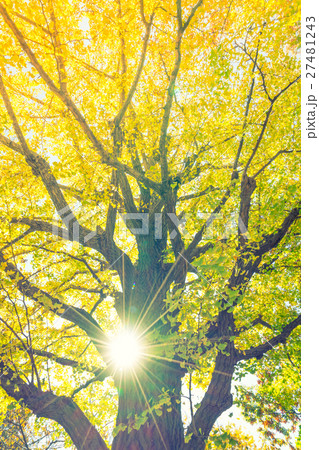 Beautiful Colorful Autumn Leaves 27481243