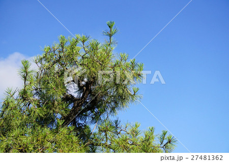青空に映えるクロマツ 27481362