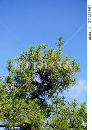 青空に映えるクロマツ 27481364