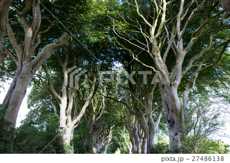 Magical forest, Northern Ireland 27486138