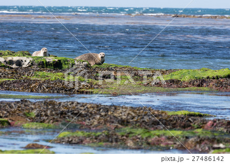 Sea lion in Ireland 27486142