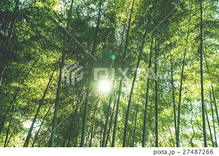 竹林 27487266