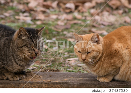 向かい合う猫 27487580