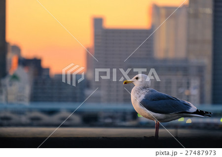 東京夕景・晴海 (92) 27487973