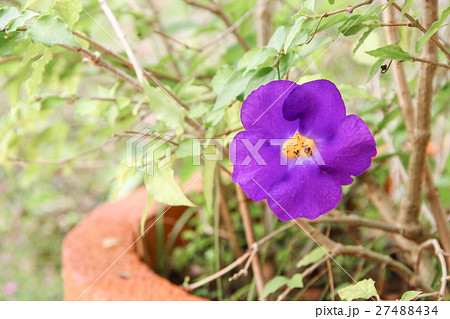 Close up flower purple Thunbergia erecta (Benth.) Close up flower purple Thunbergia erecta (Benth.) 27488434