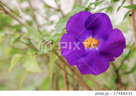 Close up flower purple Thunbergia erecta (Benth.) Close up flower purple Thunbergia erecta (Benth.) 27488435