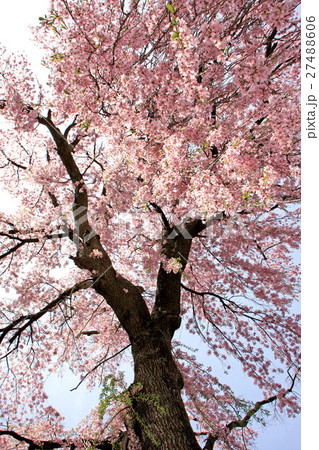法華寺の枝垂れ桜（三春町） 27488606
